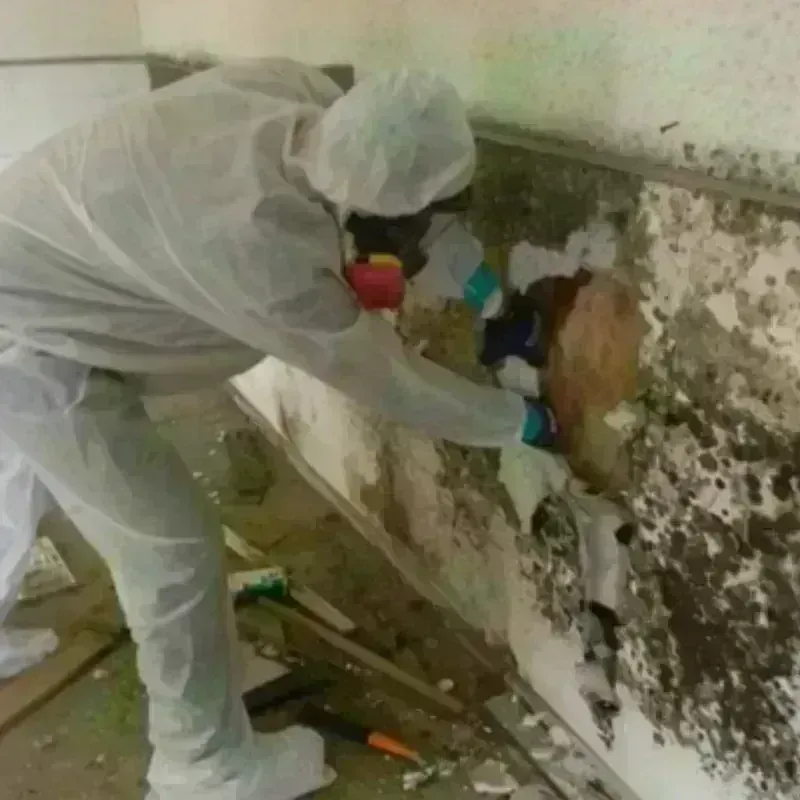 Mold Remediation and Removal in Austin County, TX